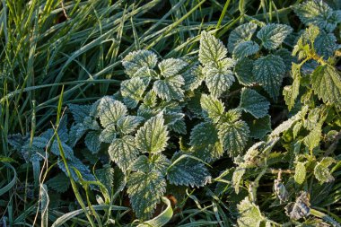 Frost'un Nettles üzerinde