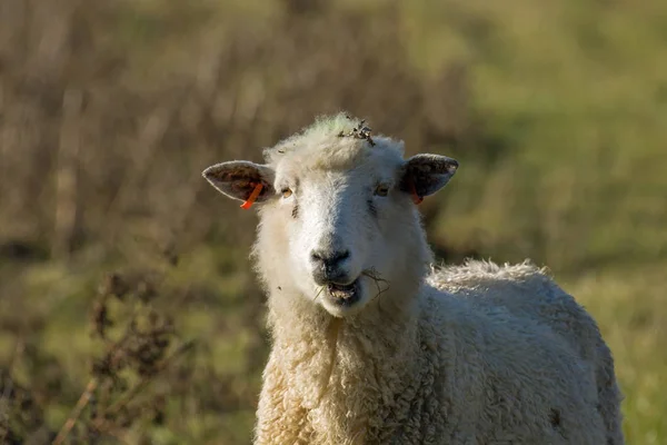 Cud de masticación de ovejas en los niveles de Pevensey — Foto de Stock