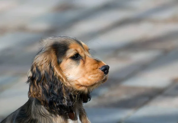 英语展示可卡犬小狗 — 图库照片