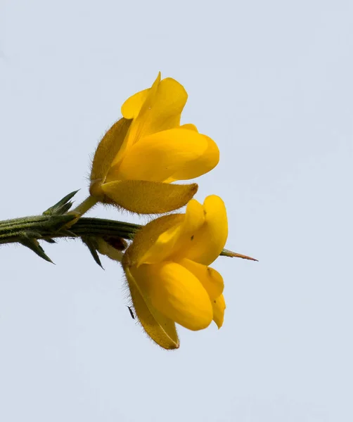 Gele stekelbrem bloemen tegen hemel — Stockfoto