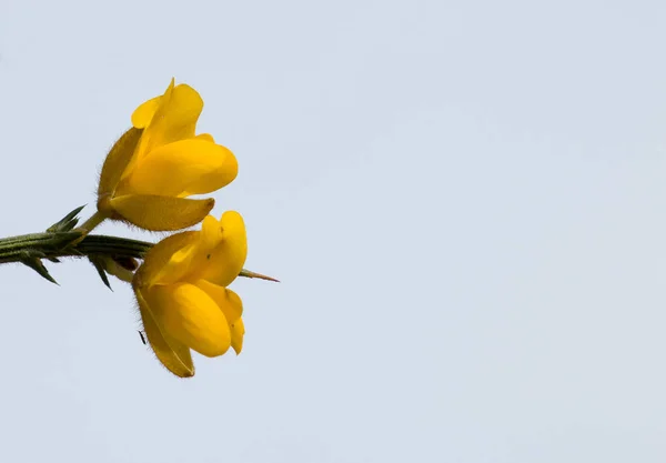 Fiori gialli ginestra con cielo e spazio copia — Foto Stock