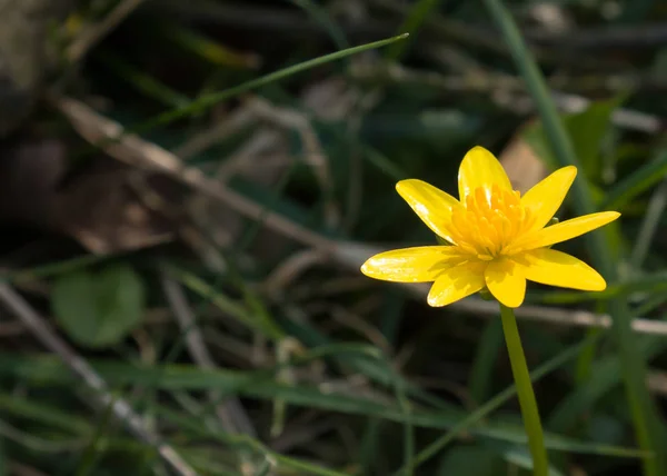 Mindre Celandine med kopieringsplads - Stock-foto