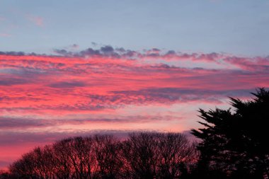Günbatımı ve ağaçlar manzara