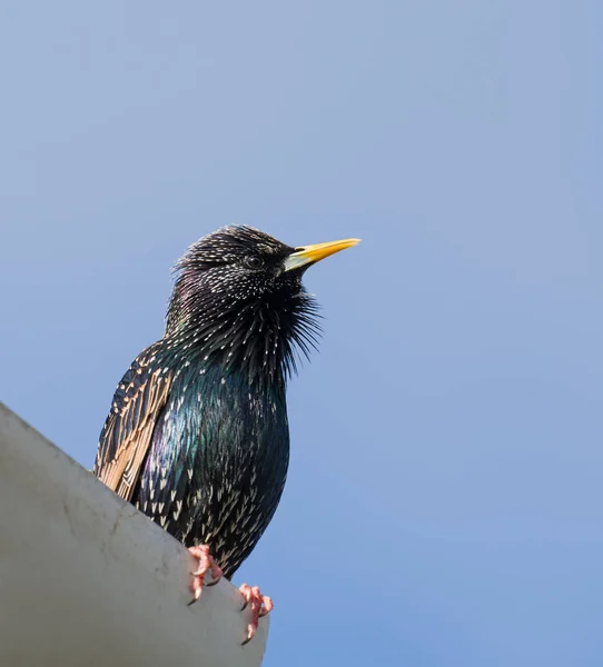 İçinde kuş tüyü doğurmak ortak Starling — Stok fotoğraf