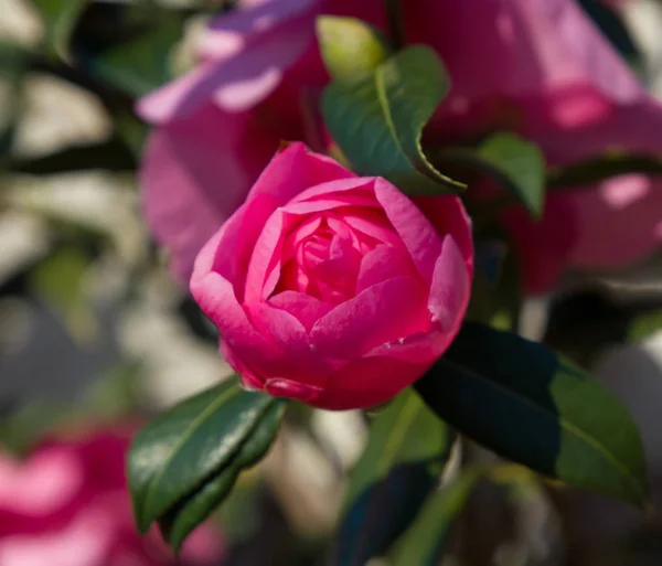 Camellia bloem bud — Stockfoto