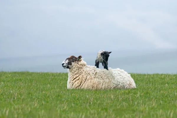 Cordero en la oveja — Foto de Stock