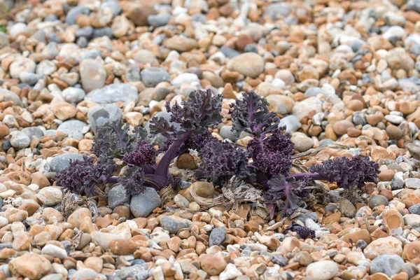 Sea Kale on Pebble Beach — Stock Photo, Image