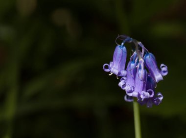 Bluebell ayrıntı manzara