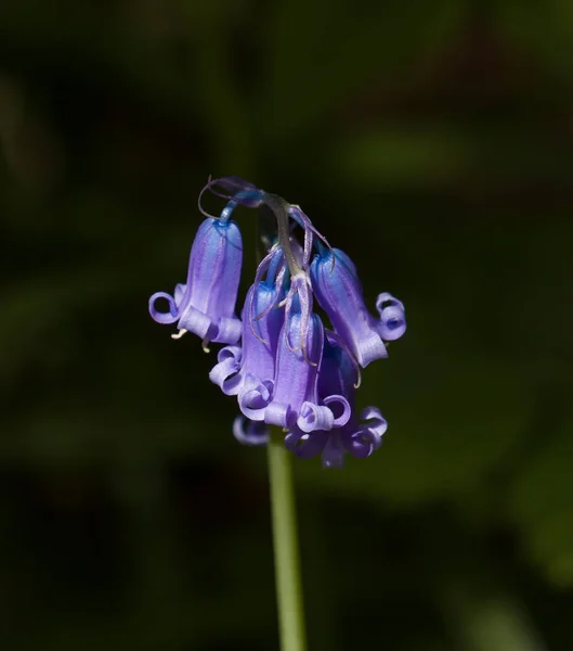 Ortak İngilizce Bluebell ayrıntı portre — Stok fotoğraf