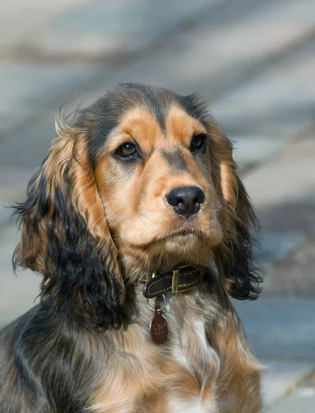 İngiliz Cocker Spaniel köpek göstermek — Stok fotoğraf