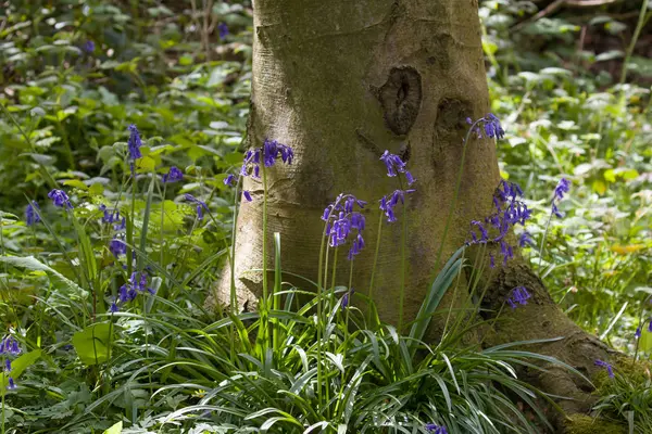 Native English Bluebells and Tree — Stock Photo, Image
