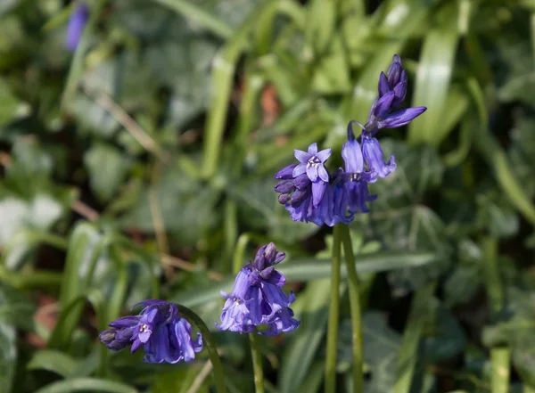 Native Bluebells in Engelse Woodland — Stockfoto