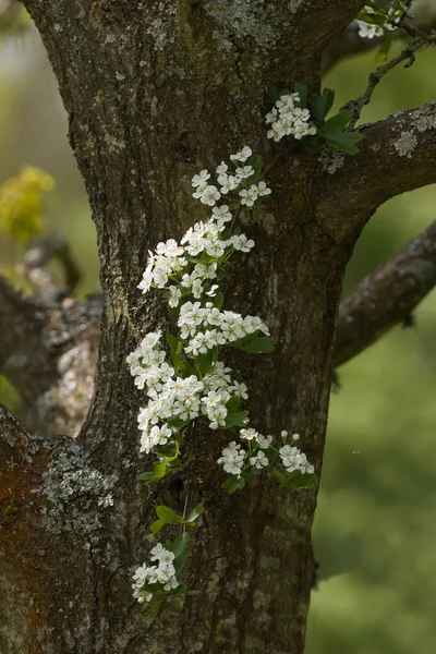 Hawthorn Blossom in Engelse Woodland — Stockfoto