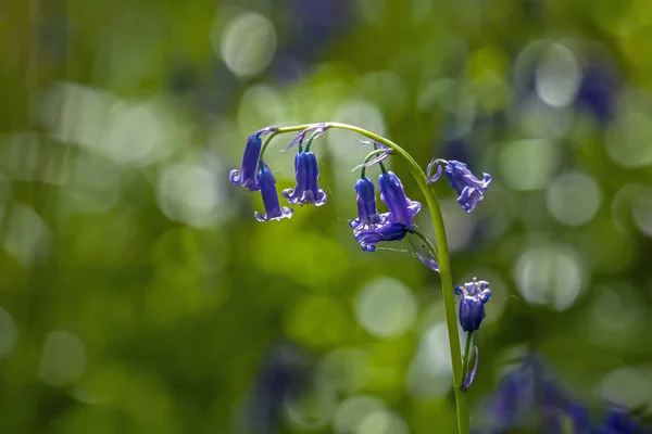 Yerli İngilizce Bluebells arkadan aydınlatmalı — Stok fotoğraf