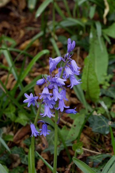 BlueBell spagnole in inglese Woodland — Foto Stock