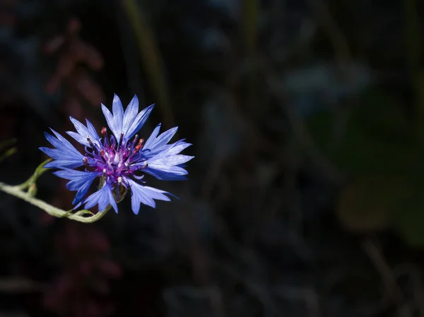 Cornflower com espaço de cópia — Fotografia de Stock