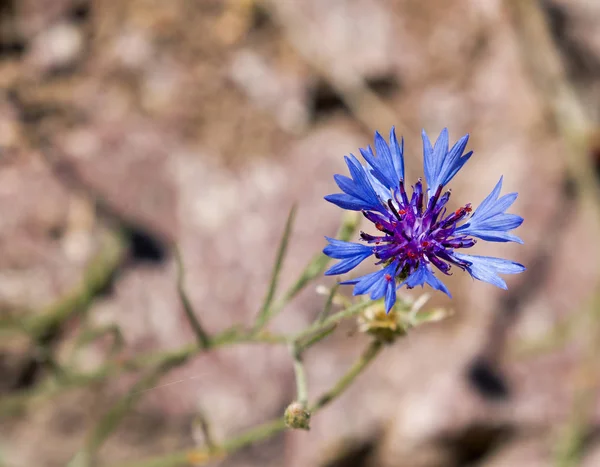 Cornflower Against Light Background with Copy Space — Stock Photo, Image