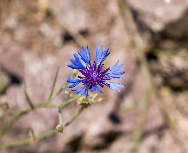 Açık renkli karşı Peygamber Çiçeği — Stok fotoğraf