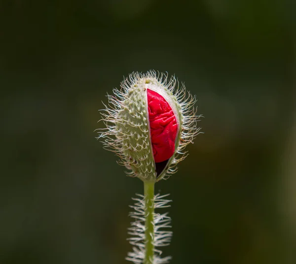 Field Poppy Flower Bud — Stock Photo, Image