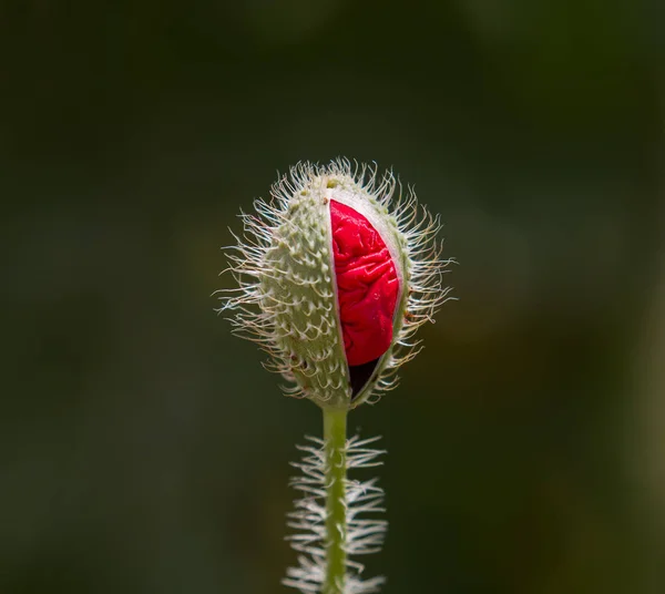 Alan haşhaş çiçek tomurcuk — Stok fotoğraf