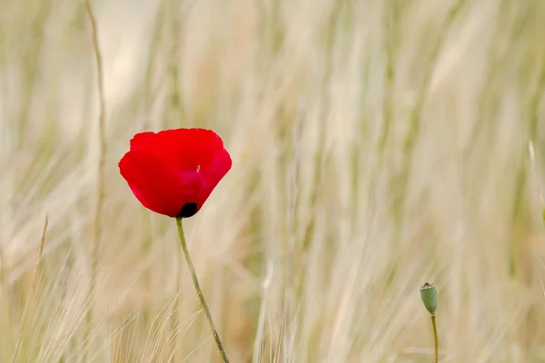 Field Poppy against Light Background — Stock Photo, Image