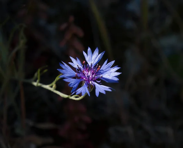 Cornflower Against Dark Background — Stock Photo, Image