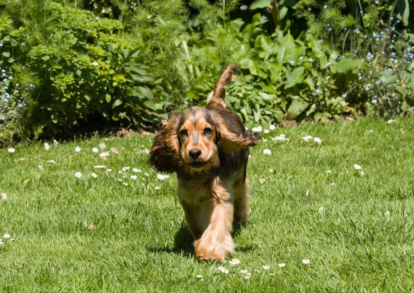 İngiliz Cocker Spaniel köpek yavrusu kulakları çırparak — Stok fotoğraf