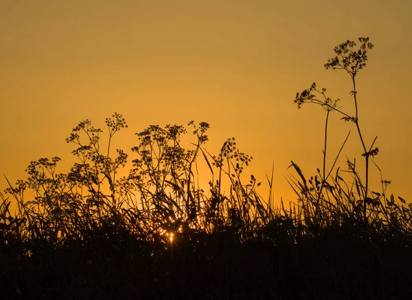 Lever de soleil avec des silhouettes de fleurs sauvages — Photo