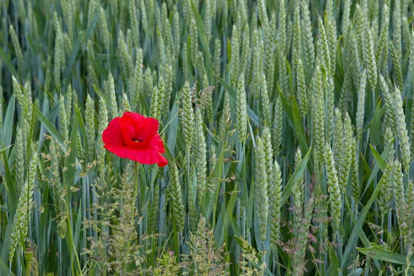 Poppy in Wheat Field Left — Stock Photo, Image