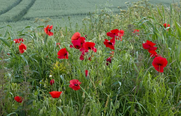 Poppies by Field — Stock Photo, Image