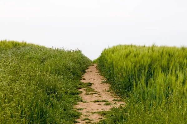 Footpath Across Crop Field — Stock Photo, Image