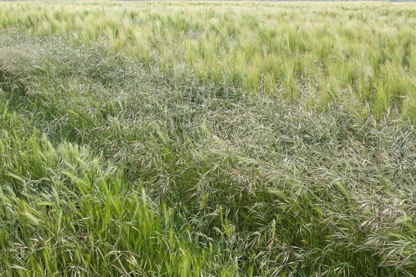 Cereal Field Textures 2 — Stock Photo, Image