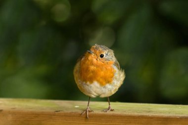 Çit kenar üzerinde ayak parmakları ile Robin