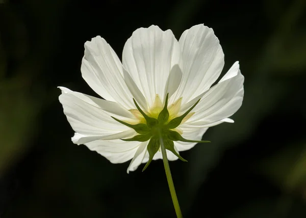 Kwiat kosmei biały — Zdjęcie stockowe