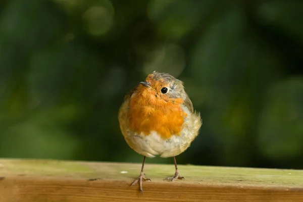 Robin na plot s prsty přes okraj — Stock fotografie