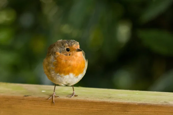 Robin sur la clôture regardant à sa gauche — Photo
