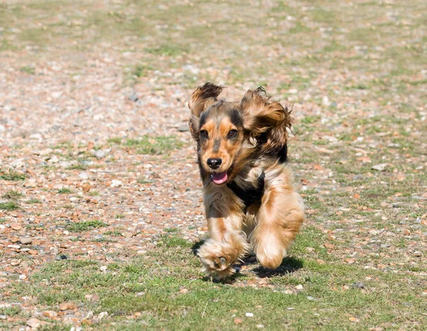 Inglês Cocker Spaniel filhote de cachorro correndo — Fotografia de Stock