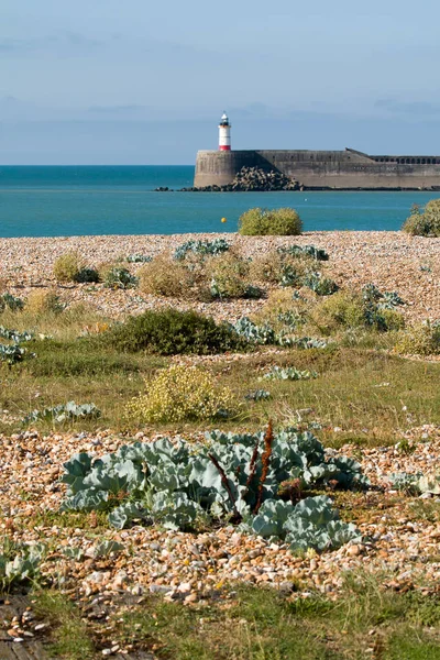 Newhaven Lightouse and Shore — Stock Photo, Image