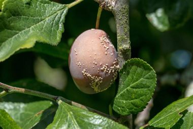 Victoria Plum kahverengi çürüklüğü ile 