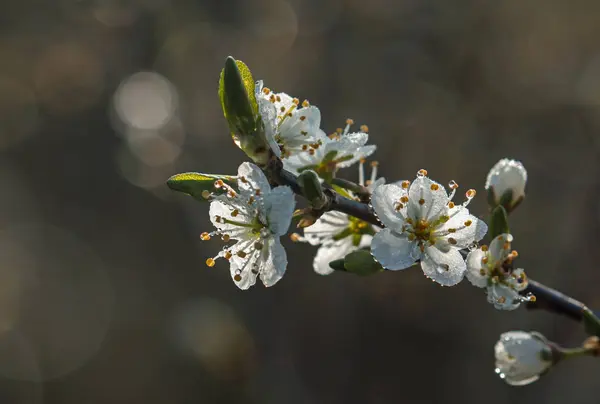 Kwiat i rosy — Zdjęcie stockowe