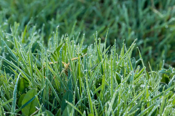 Гниль на траве — стоковое фото