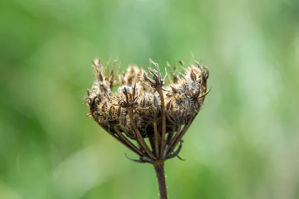 Umbellifer tohum kafa — Stok fotoğraf