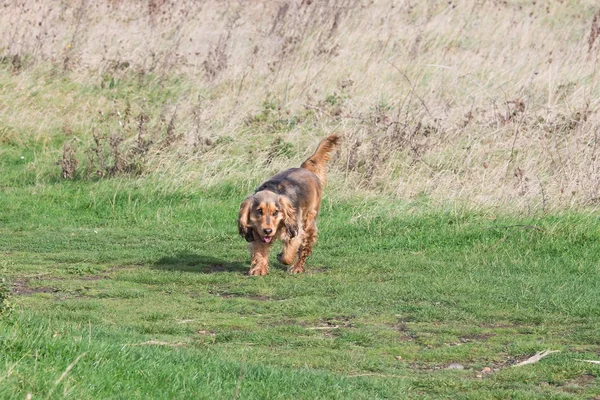 Inglês Cocker Spaniel filhote de cachorro correndo — Fotografia de Stock