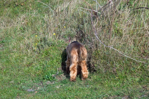 Inglês Cocker spaniel filhote de cachorro cabeça para baixo coelho buraco — Fotografia de Stock
