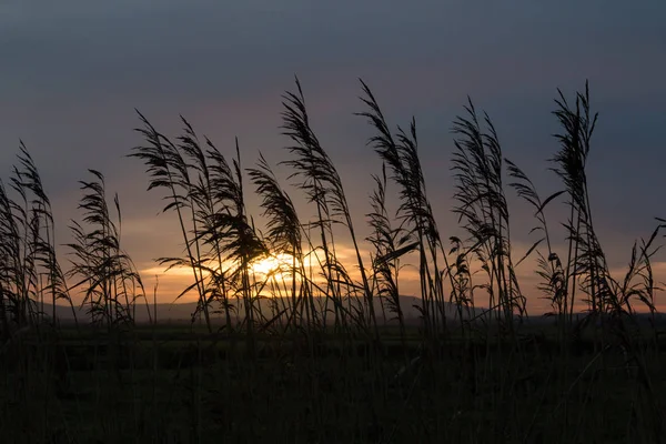 Rákosí silueta proti západu slunce na obloze — Stock fotografie