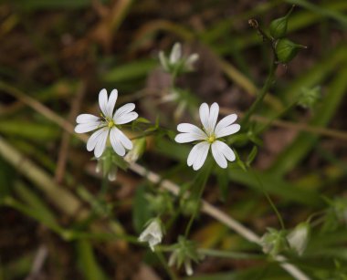 büyük stitchwort