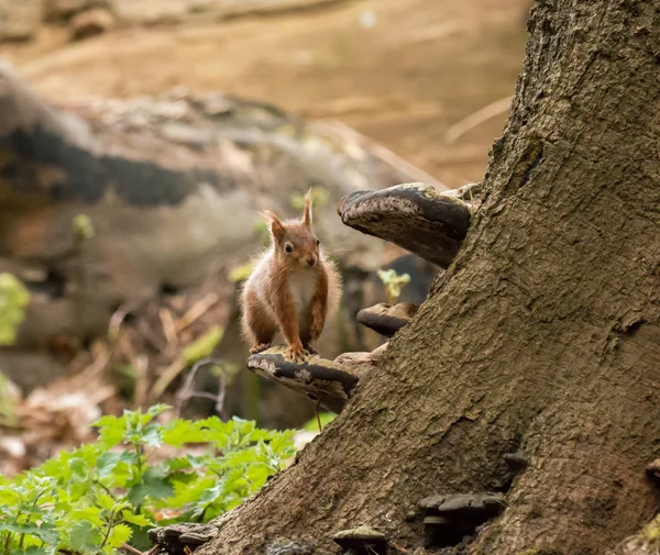 Red Squirrel on Bracket Fungus — Stock Photo, Image