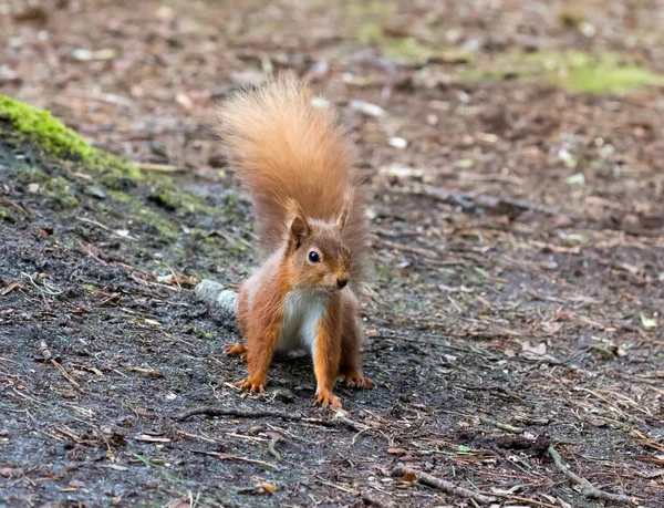 Esquilo vermelho no chão — Fotografia de Stock