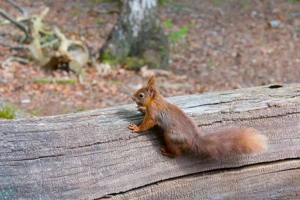 Rode eekhoorn met hazelnoot — Stockfoto