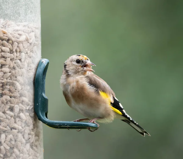 Juvemile European Goldfinch Adult Plumage Feathers Growing Sunflower Feeder — Stock Photo, Image